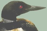 Common Loon (image for) Common Loon